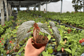Begonia Harmony’s Dark Dagger - 4-Inch Bare Root Live Plants (2) Exact Plants