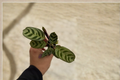 Calathea Burle Marx Fishbone Prayer Plant Starter - Rooted Cutting, 2-Inch Pot