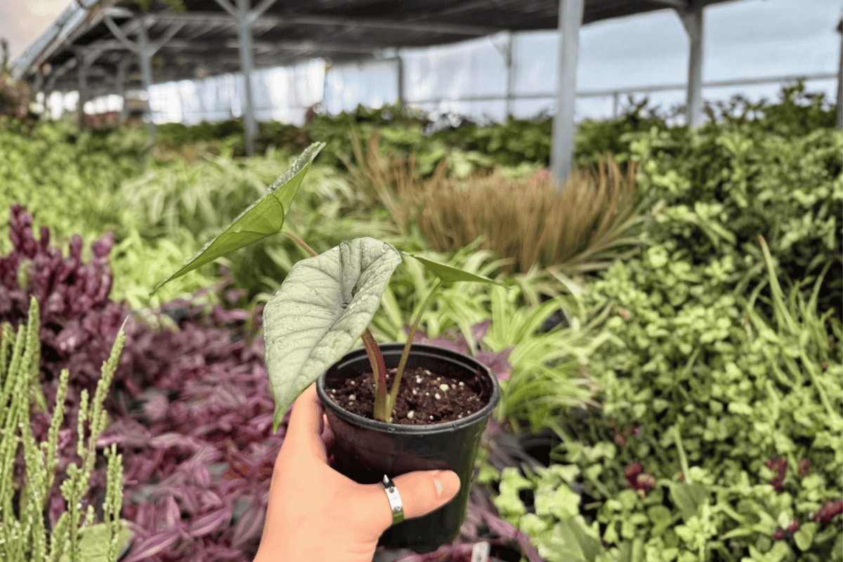 Alocasia Platinum Bisma 2 Live Plants in 4-Inch Pots – Exact Plants
