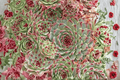 Chick Charms Mint Marvel Sempervivum Hens and Chicks — 4-Inch Pot