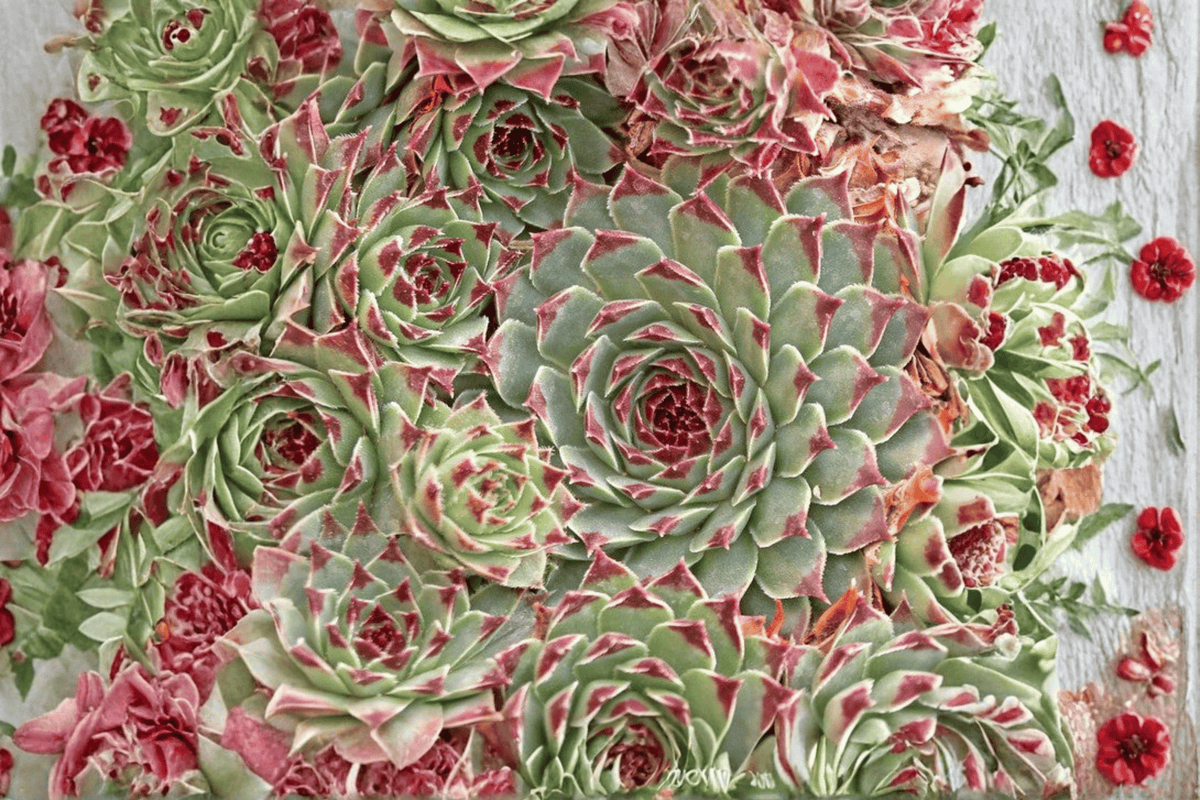 Chick Charms Mint Marvel Sempervivum Hens and Chicks — 4-Inch Pot