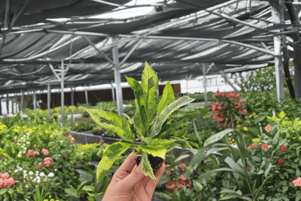 Codiaeum Variegatum (Croton) Starter Plants - 2 Bare-Root, Fully Established Roots