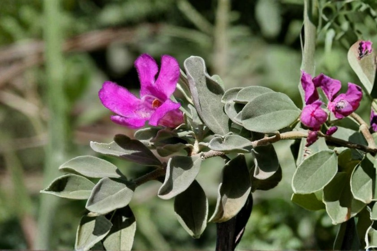 Texas Sage (Leucophyllum frutescens) - 2 Live Starter Plants, 3–6" tall