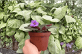Buckeye Country Gal African Violet - 2 Exact Live Plants, 4-Inch (Bare Root)