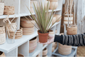 Dracaena marginata 'Bicolor' Starter Plants (2) Bare Root - Dragon Tree
