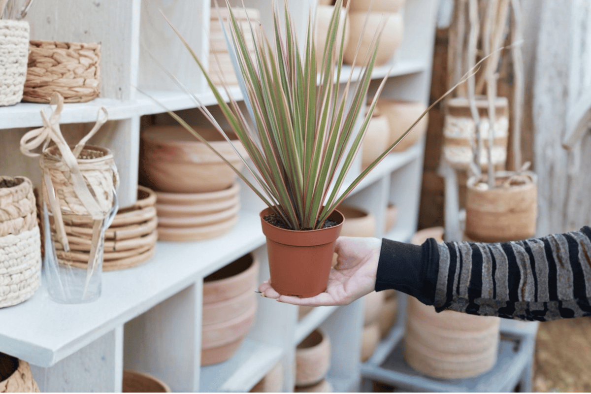Dracaena marginata 'Bicolor' Starter Plants (2) Bare Root - Dragon Tree