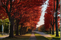 Brandywine Red Maple Live Plant - 4–6 in, in 3-Inch Pot (Acer rubrum 'Brandywine')