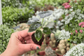 Alocasia Mandalay Starter Plants – 2 Bare Root Starter Plants