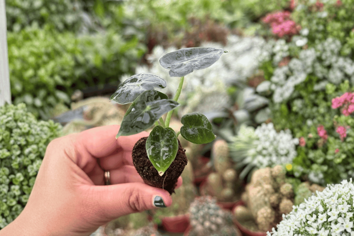 Alocasia Mandalay Starter Plants – 2 Bare Root Starter Plants