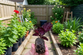 Calathea Roseopicta 'Rosy' Starter Plants (2) Bare Root with Soil Pod