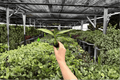 Variegated Epipremnum amplissimum - 2 Starter Live Plants (Exact Listed Photos)