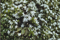 Angel Wing Star Jasmine Jasminum nitidum Live Plant in 4-Inch Pot