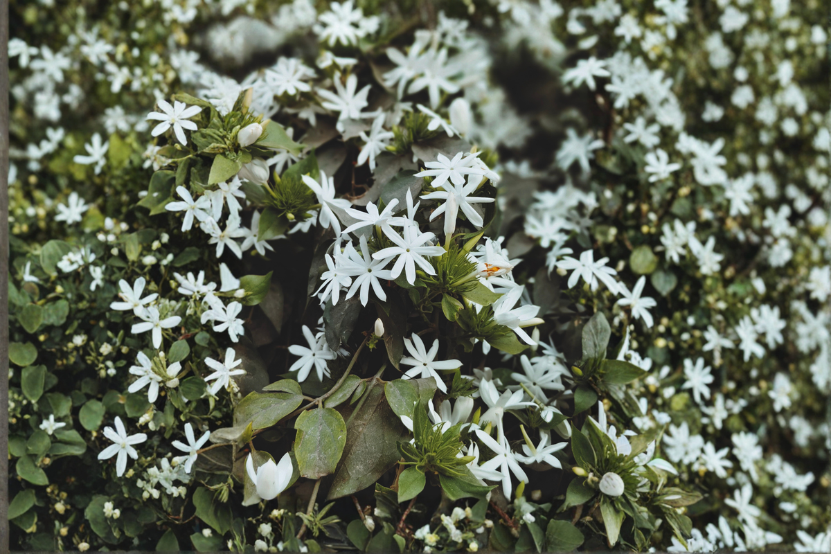 Angel Wing Star Jasmine Jasminum nitidum Live Plant in 4-Inch Pot
