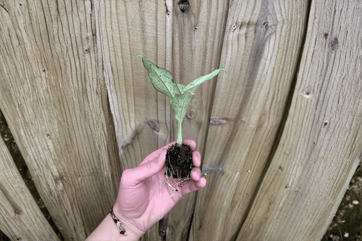 Dieffenbachia Camouflage Starter Plants (2) Bare Root – Tropical Foliage
