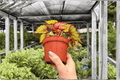 Begonia Harmony’s Crimson Oak - 2 Exact Live 4-Inch Pots