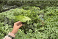Alocasia Snow Odora Batik Variegated Starter Plants (2) - Live, Exact Plants