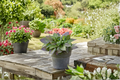 Hosta First Blush Bare Root Starter Division - Yellow-Green Foliage, Red Stems, Shade Perennial