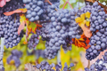 Fredonia Grape Vine - 3 Gallon Live Grape Plant (Vitis labrusca ‘Fredonia’) Blue-Black Sweet Fruit