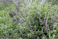 Summertime Blues Chaste Tree Vitex 'Summertime Blues' - 1 Gallon Live Plant