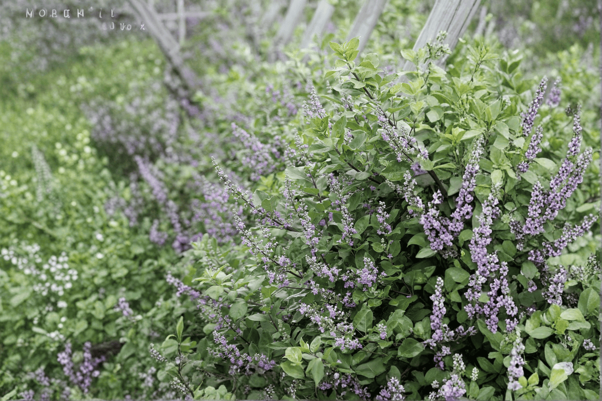 Summertime Blues Chaste Tree Vitex 'Summertime Blues' - 1 Gallon Live Plant