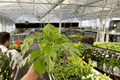 Monstera Minima (Rhaphidophora tetrasperma) Live Plants - 2 in 4-Inch Pots