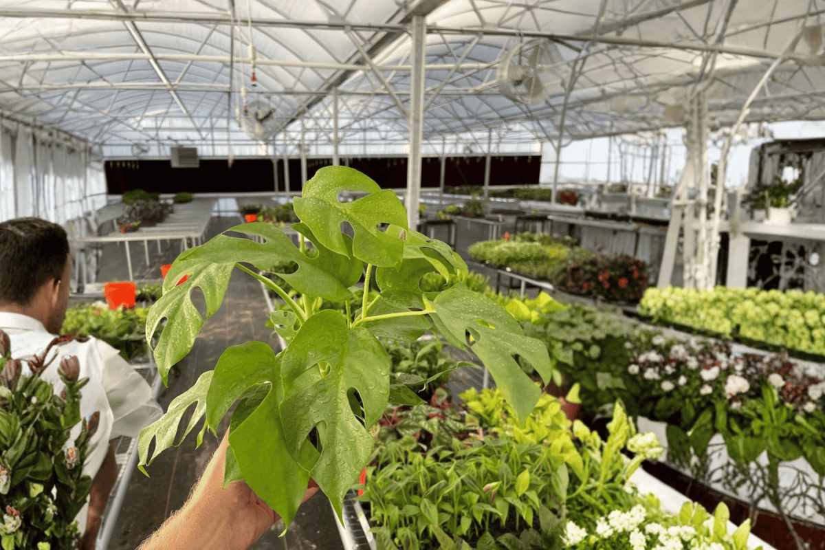 Monstera Minima (Rhaphidophora tetrasperma) Live Plants - 2 in 4-Inch Pots