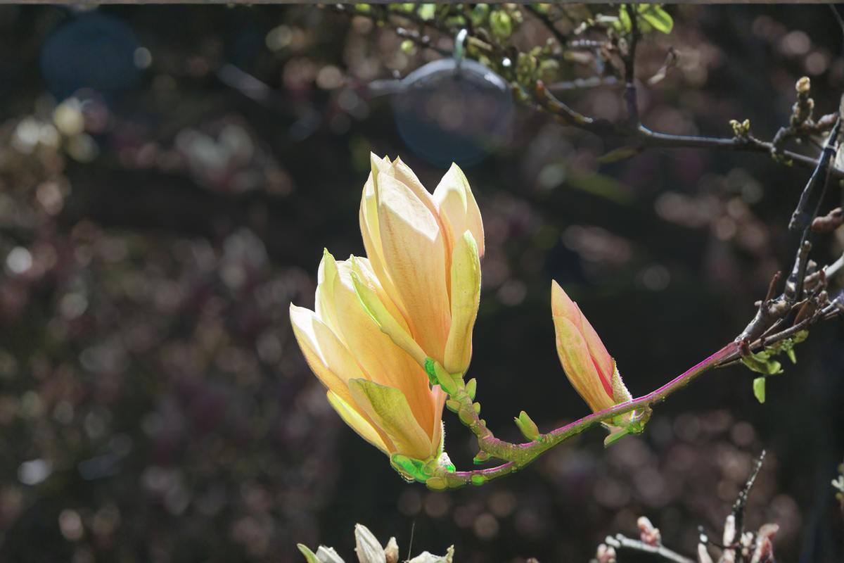 Yellow Bird Magnolia Live Plant - Magnolia × brooklynensis ‘Yellow Bird’ | 6–12 in., 3-in Pot