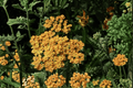 Terracotta Yarrow (Achillea millefolium 'Terracotta') - 1 Live Plant in 4-Inch Pot