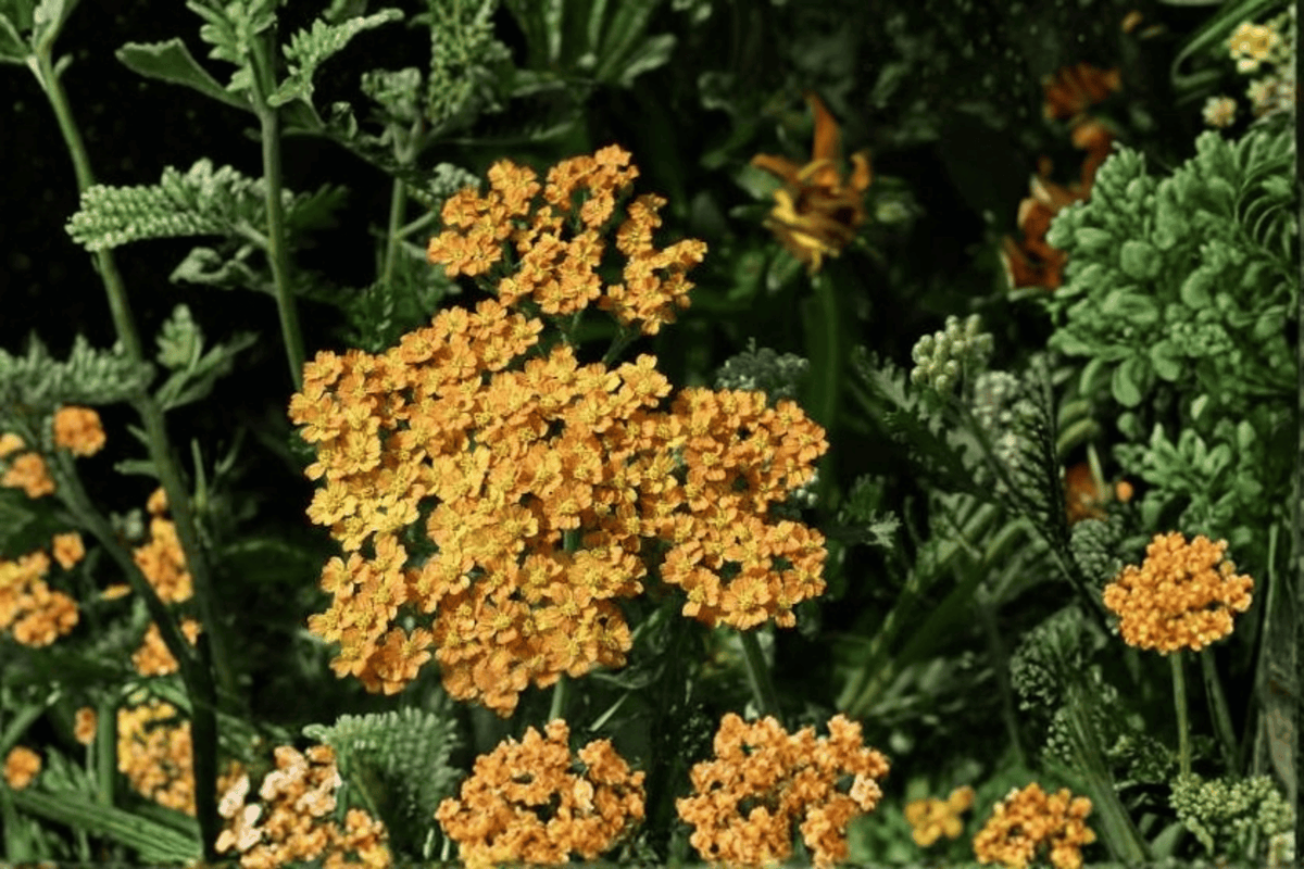Terracotta Yarrow (Achillea millefolium 'Terracotta') - 1 Live Plant in 4-Inch Pot