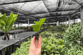 Space Oddity Hibiscus Space Oddity Hibiscus Starter Plants (2-pack)