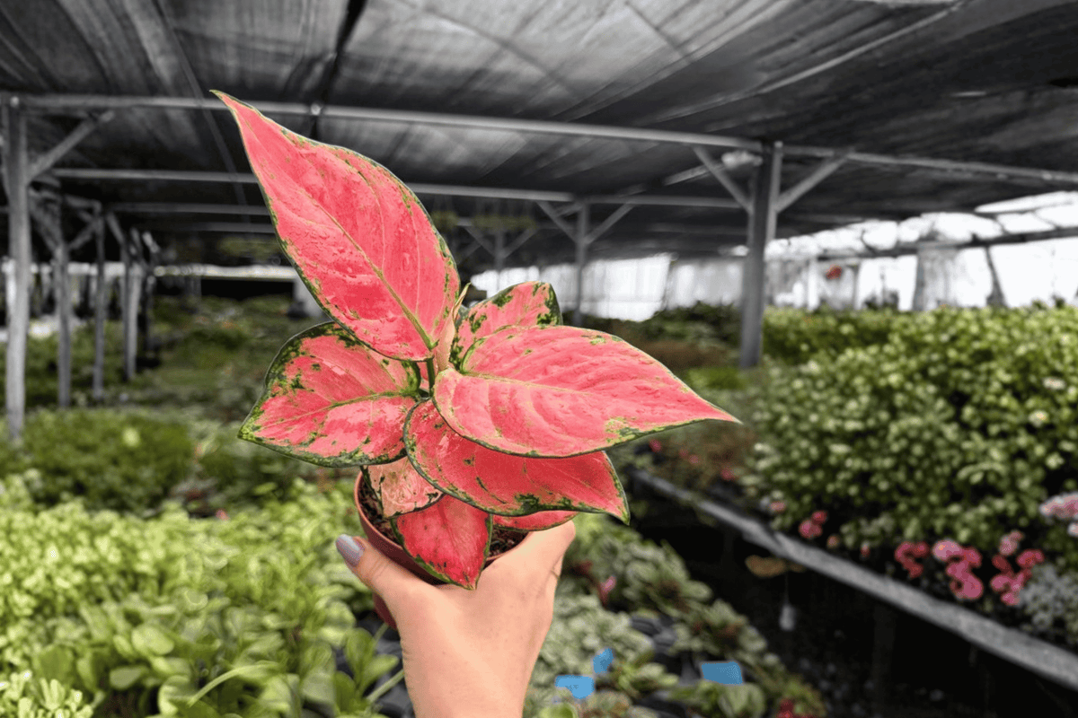 Aglaonema Super Pink - 2 Live Plants in 4-Inch Pots (Exact Plants)
