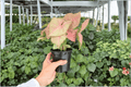 Syngonium Neon Pink - 2 Live Plants (4-Inch Pots) Syngonium podophyllum