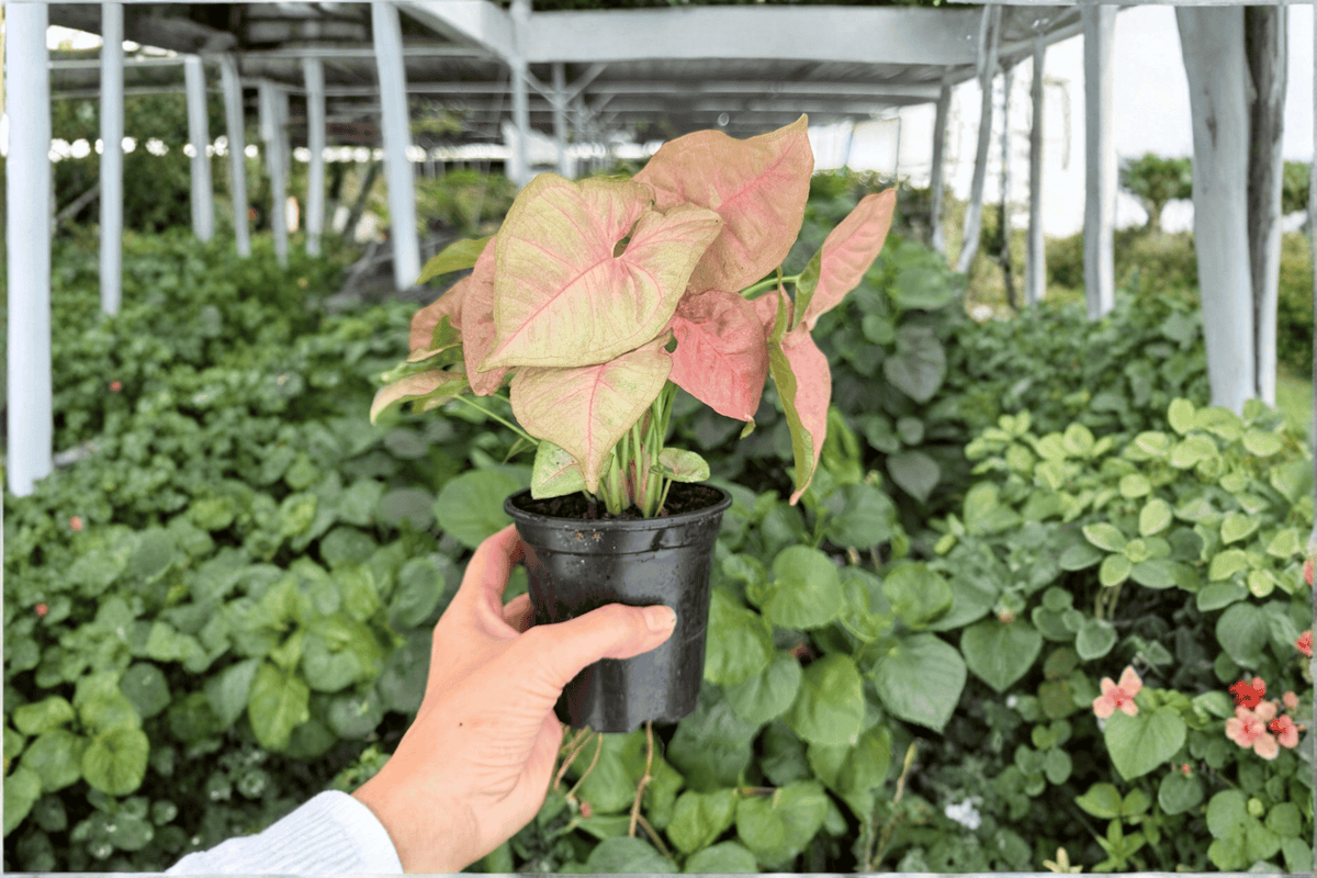 Syngonium Neon Pink - 2 Live Plants (4-Inch Pots) Syngonium podophyllum