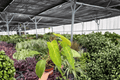 Philodendron Painted Lady - 2 Live Plants (4” Pot) – Climbing Tropical Foliage