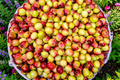 Sugarcane Jujube Seeds – 500 Count (Ziziphus jujuba) Chinese Date