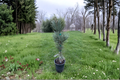 Glauca Reflexa Limber Pine Pinus flexilis ‘Glauca Reflexa’ — 12 Inch Live Plant in 1-Gallon Pot