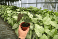 Anthurium Fort Sherman x Dark Silver Live Plants – 4-Inch Pots (2 Plants)