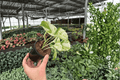 Manjula Pothos (Epipremnum aureum ‘Manjula’) – 2 Live Plants in 4-Inch Pots