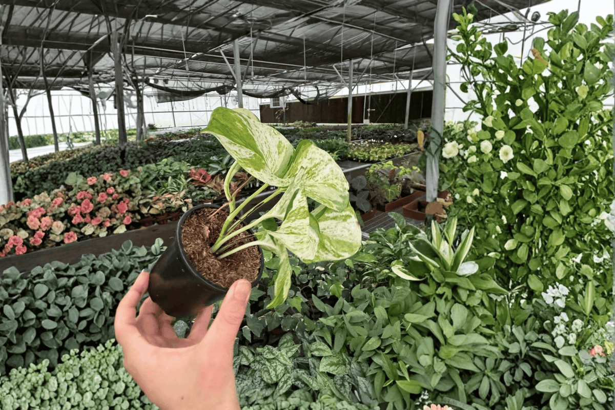 Manjula Pothos (Epipremnum aureum ‘Manjula’) – 2 Live Plants in 4-Inch Pots