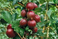 Hinnomaki Red Gooseberry Live Plant - Ribes uva-crispa, Fruiting Shrub