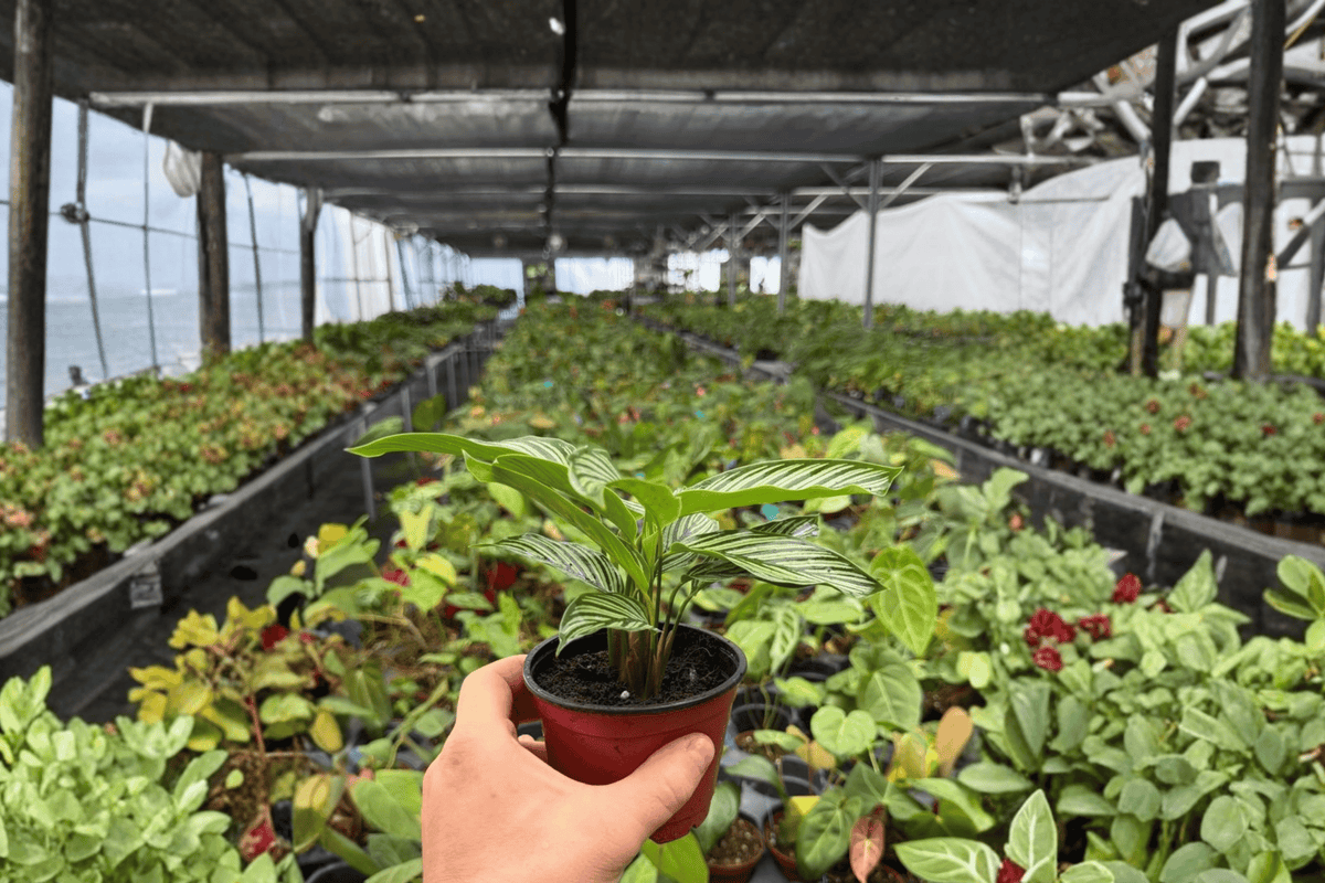 Calathea Vittata (Goeppertia elliptica ‘Vittata’) - 2 Exact Live Plants, 4-Inch Bare Root