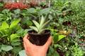 Variegated Sansevieria Boncel Starfish - 2 Exact Plants in 4" Pot (Specimens)