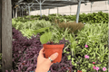 Anthurium Silver x Papi Golden - 2 Exact Live Plants in 4" Pots