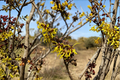 Witch Hazel Zitronenjette Bare Root Live Plant, 12