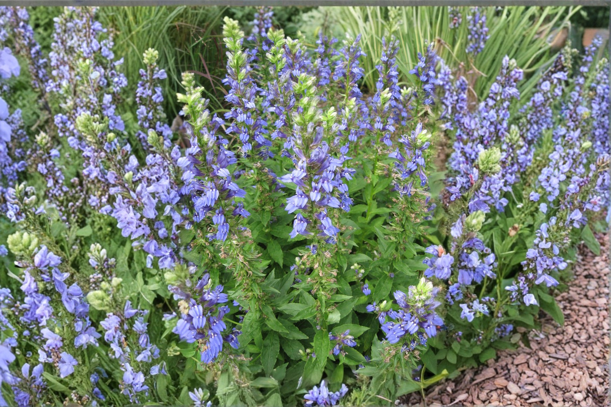 Great Blue Lobelia Lobelia siphilitica Starter Plug Seedlings – 5-Pack