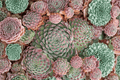 Chick Charms Sugar Shimmer Hens and Chicks Sempervivum - 4-Inch Pot