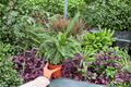 Calathea Vittata (Goeppertia elliptica 'Vittata') - 2 Live Plants in 4-Inch Pots