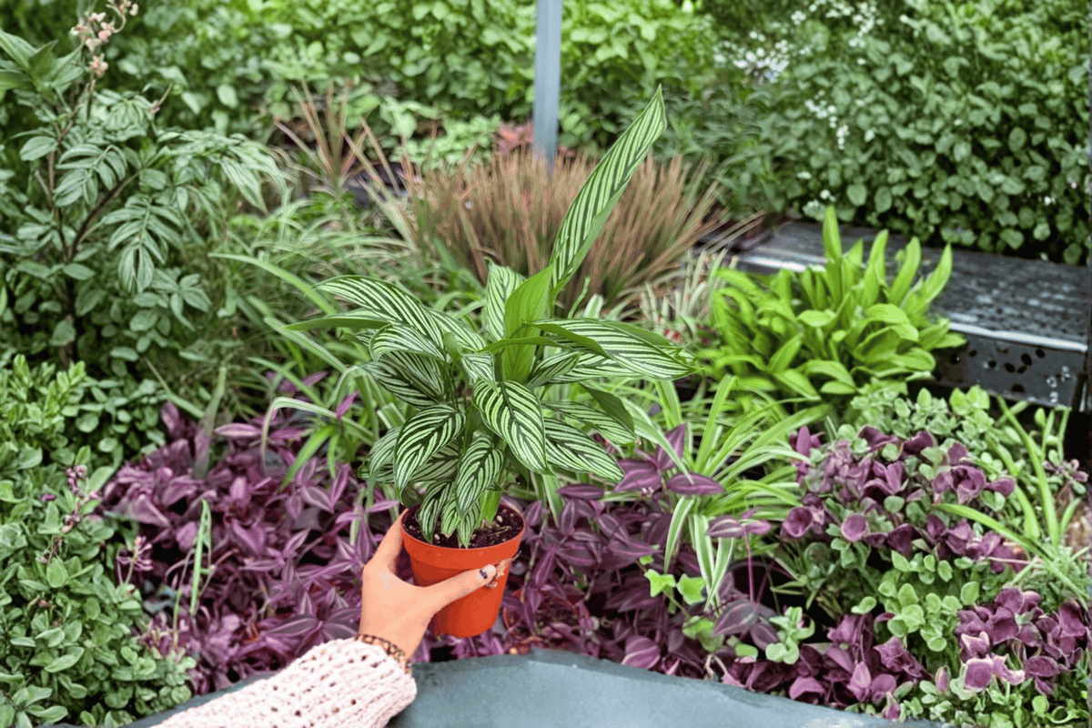 Calathea Vittata (Goeppertia elliptica 'Vittata') - 2 Live Plants in 4-Inch Pots