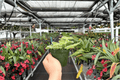 Aglaonema Green Bowl Live Plant - 2 Bare Root Plants