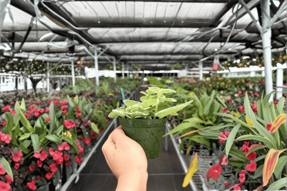 Aglaonema Green Bowl Live Plant - 2 Bare Root Plants